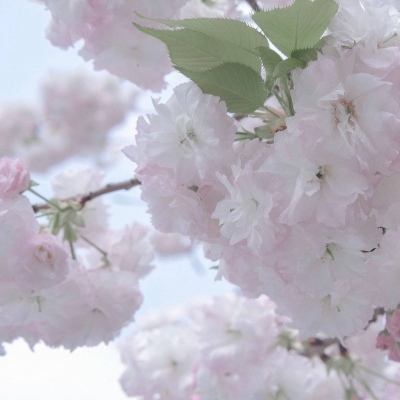 Furry创作思路分享福瑞群